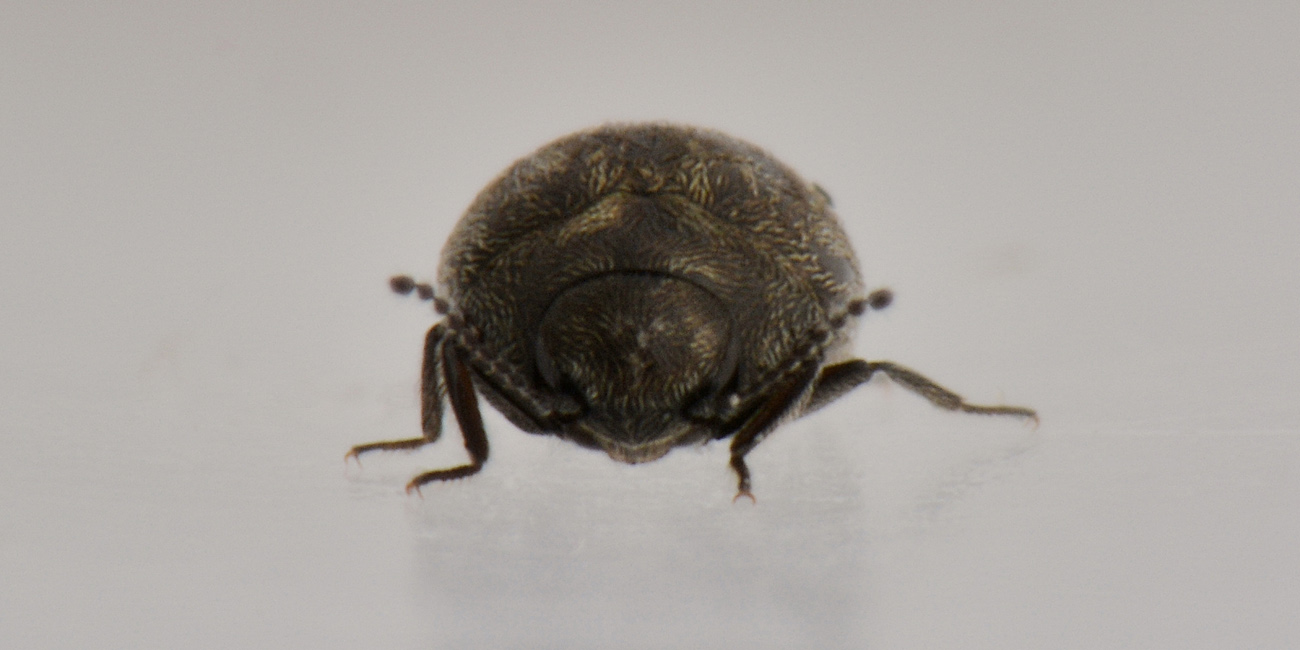 Limnichidae: Pelochares versicolor?  S !